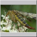 Panorpa communis - Gemeine Skorpionsfliege w05.jpg